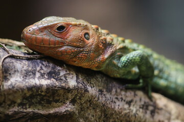 close up of a lizard