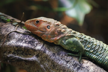 A reptile on a branch