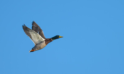 Mallard duck, mallard drake, in flight.