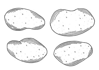 Potato set. Collection potatoes tubers hand-drawn. Vegetable sketch isolated vector illustration.