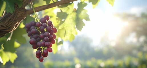 A close-up of ripe grapes hanging from a vine in a sunlit vineyard.