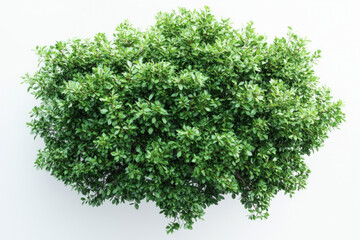 Obraz premium Green plant against white background, vibrant leaves juxtaposed, creating a striking contrast.