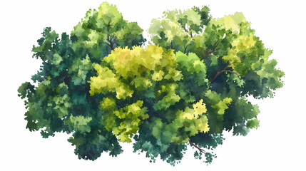 Vector tree top watercolor hand drawn view isolated on white background for landscape plan and architecture layout drawing, elements for environment and garden. Pinnacle. Illustration