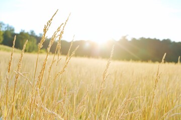 Obraz premium A sunlit field of tall grass, capturing a serene natural landscape.