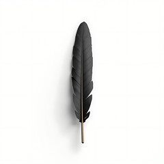 black feather isolated on white