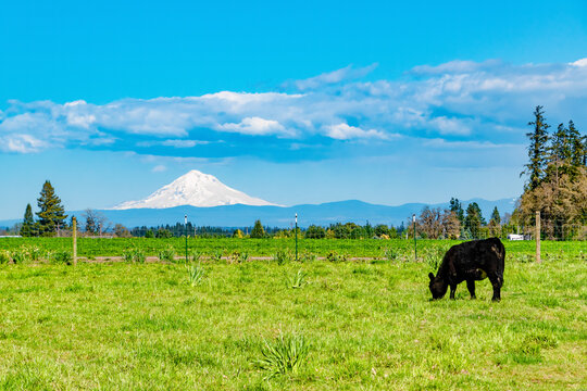 Cow Caddle Grazing on Grass on Farm With Mt. Hood in ORegon