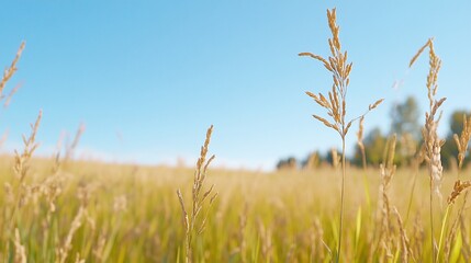 A serene field of golden grass under a clear blue sky.