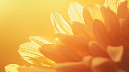 Imagen de girasol iluminado