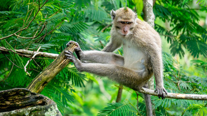 Macaca fascicularis (kera ekor panjang, monyet ekor panjang, long-tailed macaque, crab-eating monkey, cynomolgus macaque) on the tree