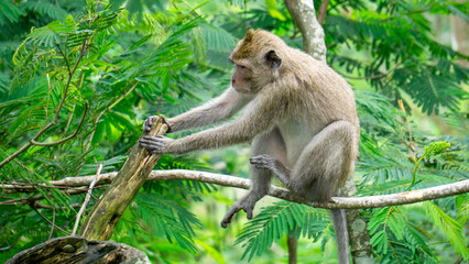 Macaca fascicularis (kera ekor panjang, monyet ekor panjang, long-tailed macaque, crab-eating monkey, cynomolgus macaque) on the tree