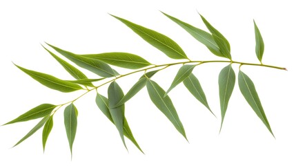 Obraz premium A sprig of vibrant green leaves, isolated on a white background. Perfect for nature, health, and wellness themes.