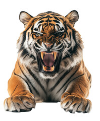 Fototapeta premium Angry tiger on transparent background