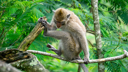 Macaca fascicularis (kera ekor panjang, monyet ekor panjang, long-tailed macaque, crab-eating monkey, cynomolgus macaque) on the tree