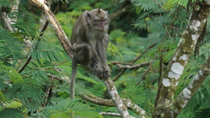 Macaca fascicularis (kera ekor panjang, monyet ekor panjang, long-tailed macaque, crab-eating monkey, cynomolgus macaque) on the tree