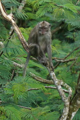 Macaca fascicularis (kera ekor panjang, monyet ekor panjang, long-tailed macaque, crab-eating monkey, cynomolgus macaque) on the tree