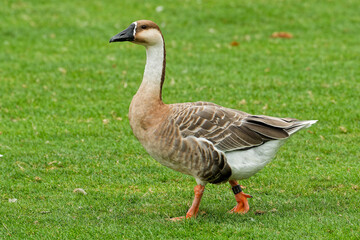 Schwanengans auf  der Wiese
