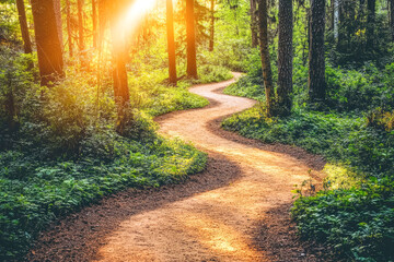 Fototapeta premium Sunlit forest path winding through lush greenery and tall trees at golden hour