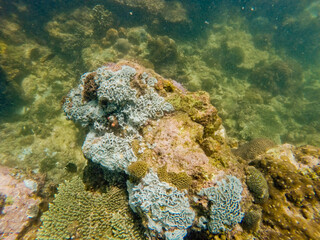 Vibrant Coral Reef with Diverse Marine Life 0024