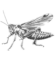 Grasshopper Insect Illustration on White Background in Old OverPrint Style