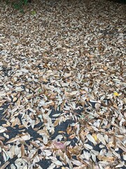 アスファルトに落ちた一面の枯葉