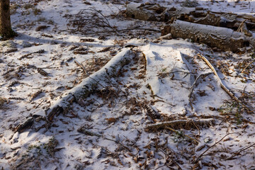 Sunlit Snowy Forest Winter Scene