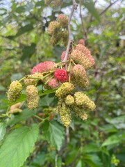 blackberry