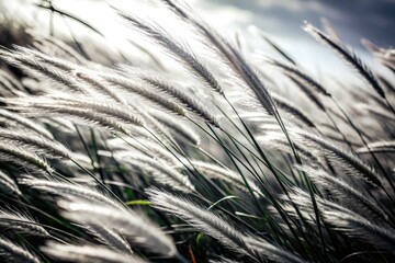 Textured windswept grass, close-up fashion shot, natural backdrop.