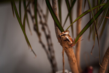 Elegant Wedding Rings Intertwined on a Lush Plant Stem