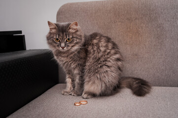 Mischievous Cat With Rings on Sofa