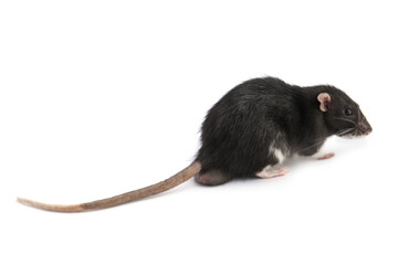 One cute small rat on white background