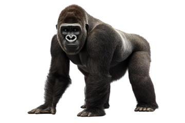 Gorilla Standing on Black Background - Transparent Object
