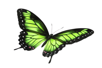 Green Butterfly Wings with Transparent Texture Against Black Background