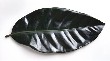 A single, large, dark green leaf isolated on a white background. The leaf's texture and veins are prominently displayed, creating a striking visual.