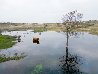 Aerial view of Scottish highlanders in the Kennemerdunes, North Holland, The Netherlands