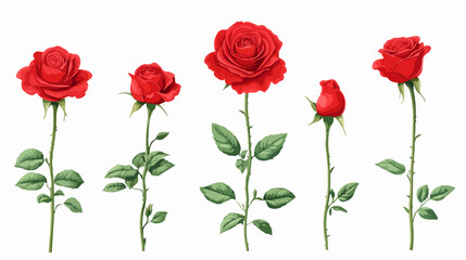 Rose Flower Growth and Development Stages: From Bud to Beautiful Blossom
