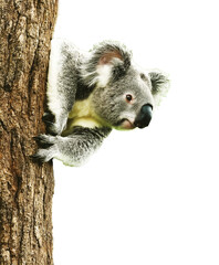 Obraz premium koala clinging to a branch, isolated on white or transparent background