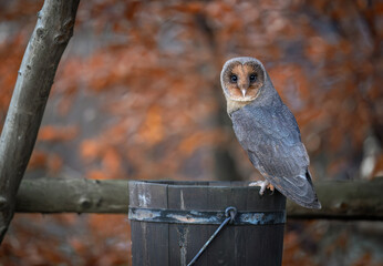 Barn owl close up ( Tyto alba )