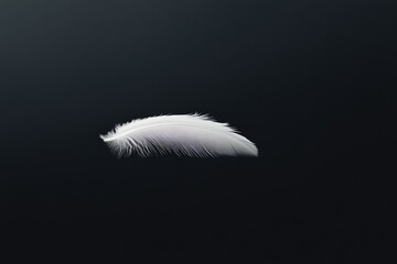 Obraz premium A single white feather floats gently against a stark transparent background, evoking serenity and lightness.