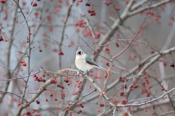 Tufted Titmouse © Shriver Photography