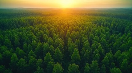 Sunset over vast evergreen forest.