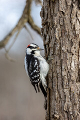 Downey woodpecker hiding seeds in a tree
