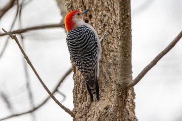 Red bellied woodpecker in a tree