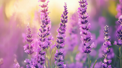 Naklejka premium Vibrant Lavender Flowers Blooming in a Soft Sunrise Light Surrounded by a Dreamy Background of Purple Hues and Gentle Nature Vibes