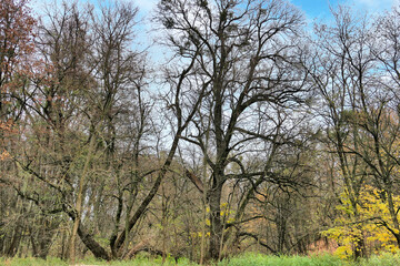Obraz premium Cybina Valley, protected nature area, area covered with lush vegetation and beautiful large trees, view in the rays of the setting sun