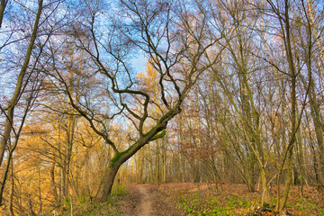 Obraz premium Cybina Valley, protected nature area, area covered with lush vegetation and beautiful large trees, view in the rays of the setting sun