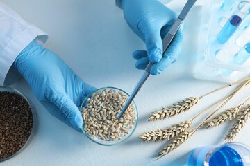 GMO concept. Scientist holding petri dish with wheat grains and tweezers at white table in...