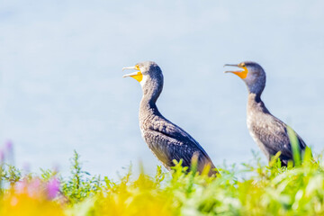 Naklejka premium ミミヒメウ 