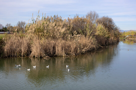 El Paraje Natural Municipal Clot de la Mare de D&eacute;u,  en Burriana, Castell&oacute;n, Espa&ntilde;a