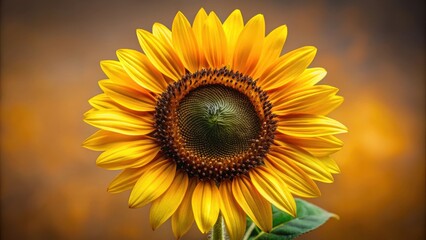 Fototapeta premium A vibrant sunflower with yellow petals, a dark center, and a soft, golden-brown background. The sunflower is in full bloom, showcasing its intricate details and natural beauty.