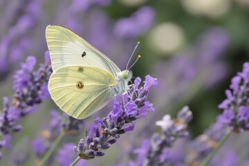 Naklejka premium A butterfly landing on lavender, shallow depth of field, soft afternoon lighting